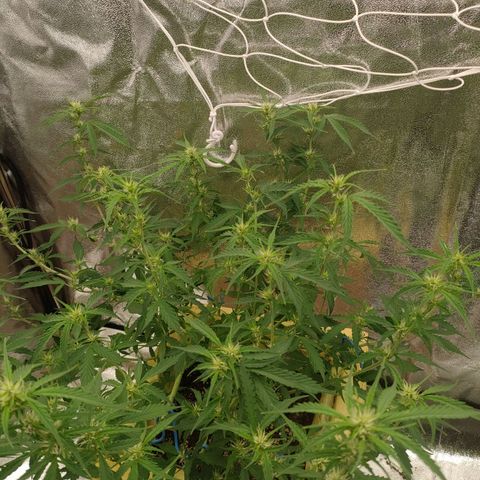 Purple Queen Automatic growlog timeline photo