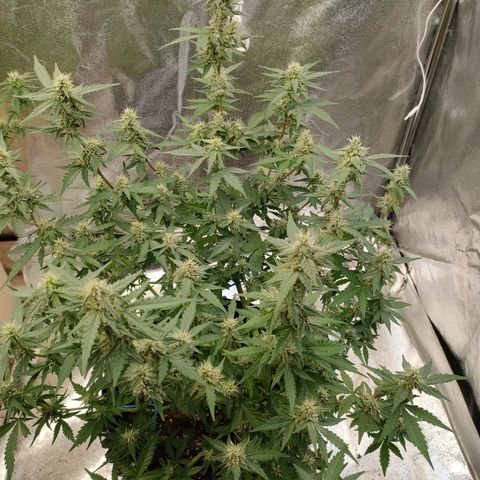 Wedding Cake Automatic growlog timeline photo