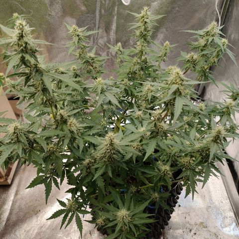 Wedding Cake Automatic growlog timeline photo