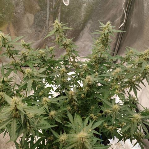 Wedding Cake Automatic growlog timeline photo