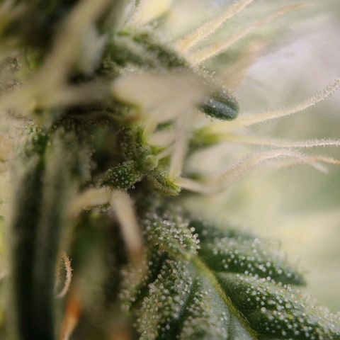 Wedding Cake Automatic growlog timeline photo