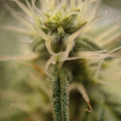 Wedding Cake Automatic growlog timeline photo