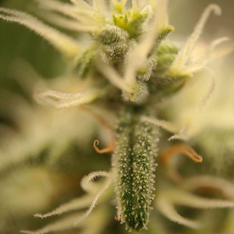 Wedding Cake Automatic growlog timeline photo