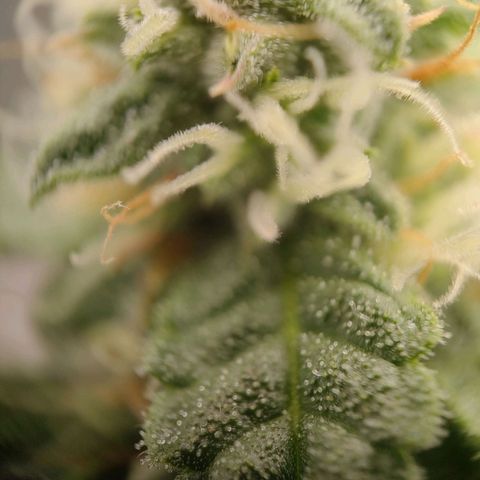 Royal Runtz Automatic growlog timeline photo