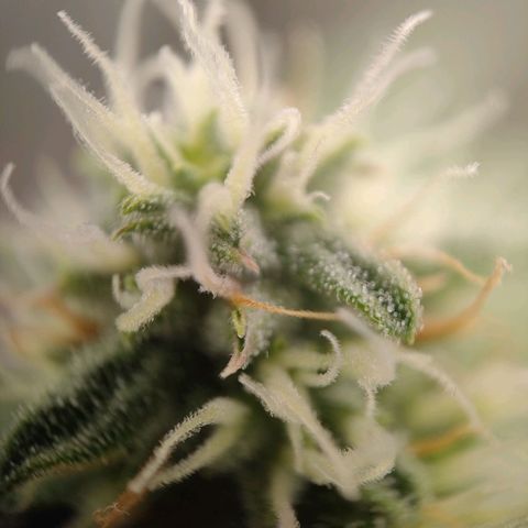 Royal Runtz Automatic growlog timeline photo
