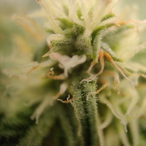 Royal Runtz Automatic growlog timeline photo