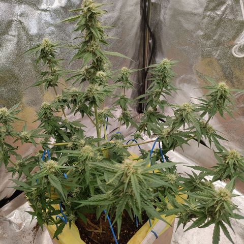 Royal Runtz Automatic growlog timeline photo