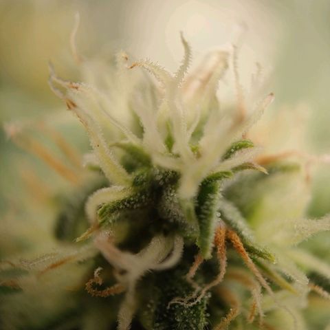 Royal Runtz Automatic growlog timeline photo