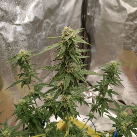 Royal Runtz Automatic growlog timeline photo