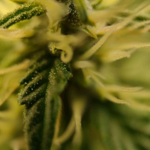 Purple Queen Automatic growlog timeline photo