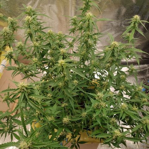 Purple Queen Automatic growlog timeline photo