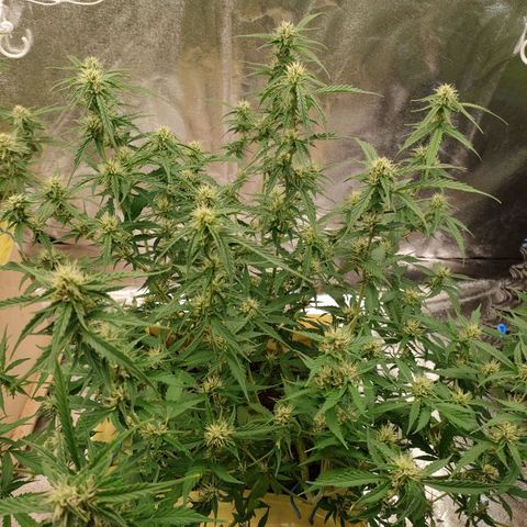 Purple Queen Automatic growlog timeline photo