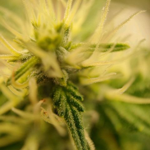 Purple Queen Automatic growlog timeline photo