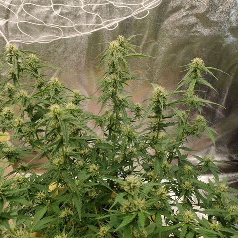 Purple Queen Automatic growlog timeline photo