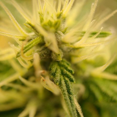 Purple Queen Automatic growlog timeline photo