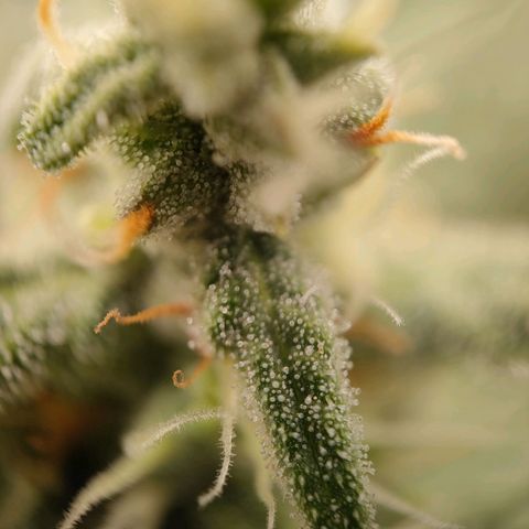 Purple Queen Automatic growlog timeline photo