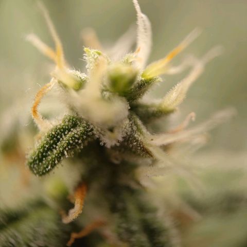 Purple Queen Automatic growlog timeline photo