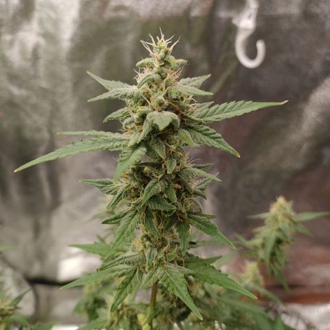 Purple Queen Automatic growlog timeline photo