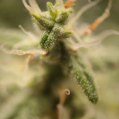 Purple Queen Automatic growlog timeline photo