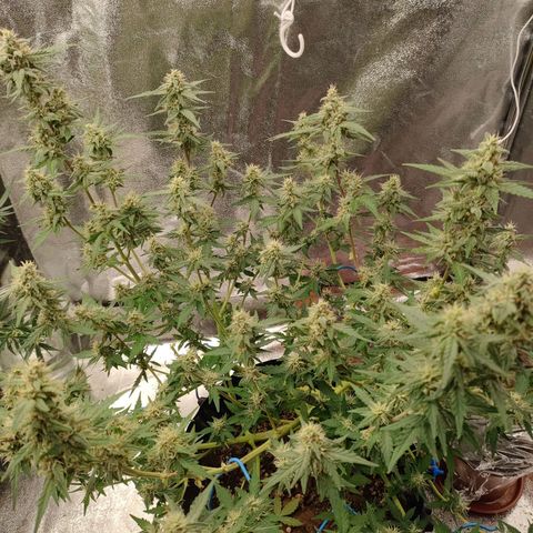 Purple Queen Automatic growlog timeline photo