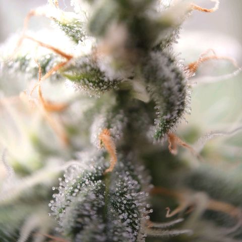 Purple Queen Automatic growlog timeline photo