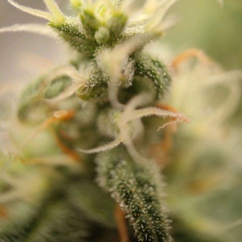 Purple Queen Automatic growlog timeline photo