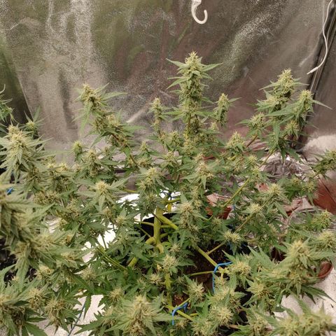 Purple Queen Automatic growlog timeline photo