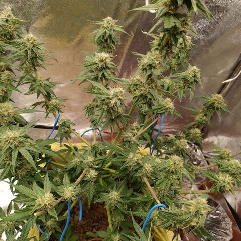 Royal Runtz Automatic growlog timeline photo