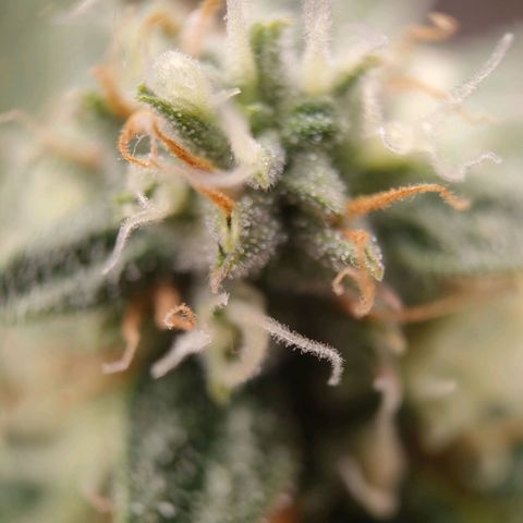 Royal Runtz Automatic growlog timeline photo