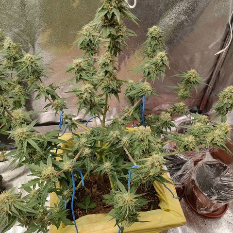 Royal Runtz Automatic growlog timeline photo