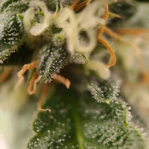 Royal Runtz Automatic growlog timeline photo