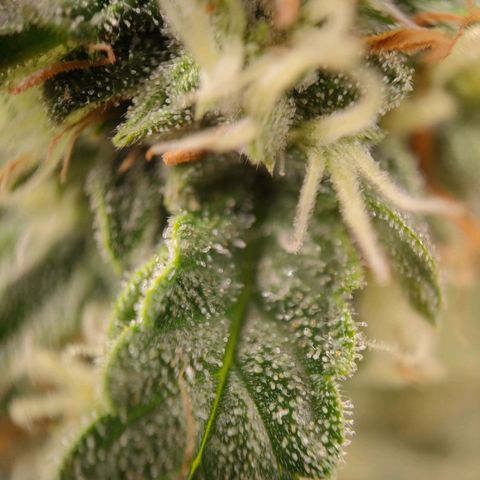 Royal Runtz Automatic growlog timeline photo