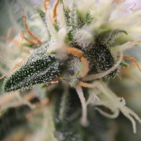 Royal Runtz Automatic growlog timeline photo