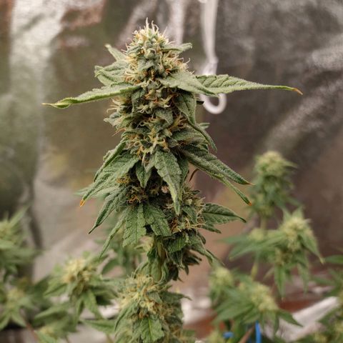 Royal Runtz Automatic growlog timeline photo