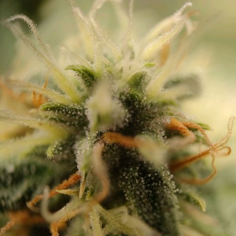 Royal Runtz Automatic growlog timeline photo