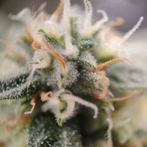 Royal Runtz Automatic growlog timeline photo