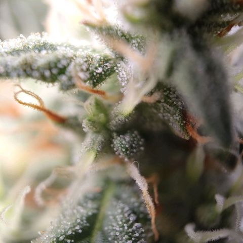 Wedding Cake Automatic growlog timeline photo