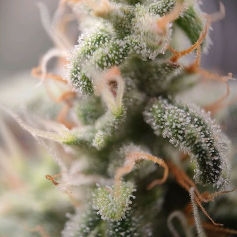 Wedding Cake Automatic growlog timeline photo