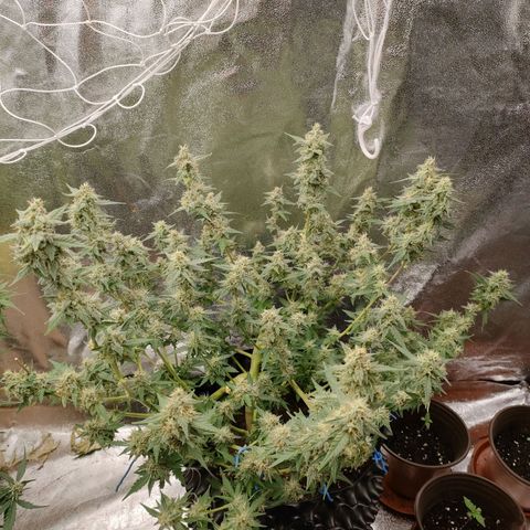 Wedding Cake Automatic growlog timeline photo