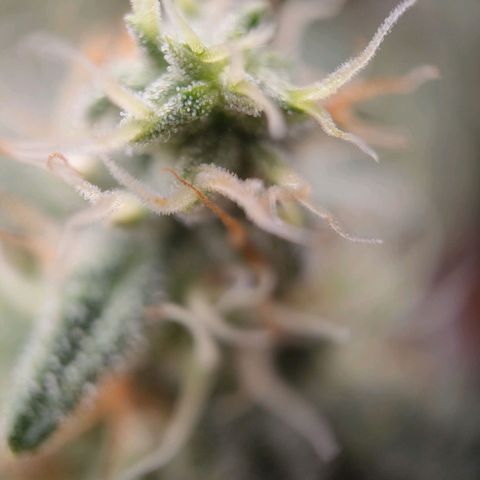 Wedding Cake Automatic growlog timeline photo