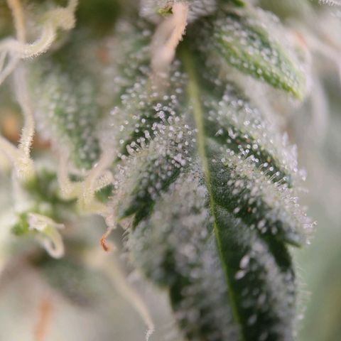 Wedding Cake Automatic growlog timeline photo