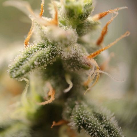 Wedding Cake Automatic growlog timeline photo