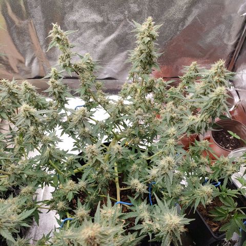 Wedding Cake Automatic growlog timeline photo