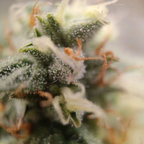 Royal Runtz Automatic growlog timeline photo