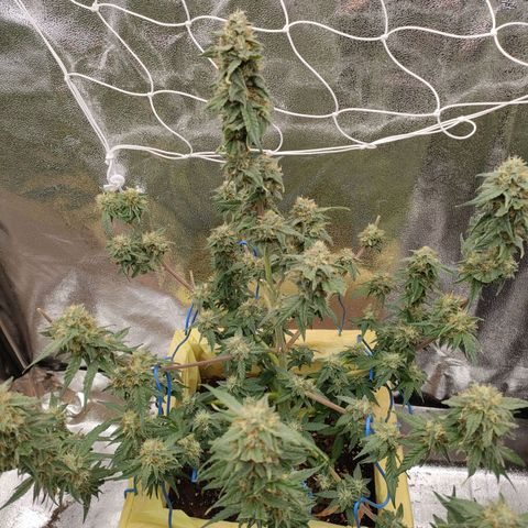 Royal Runtz Automatic growlog timeline photo