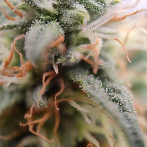 Royal Runtz Automatic growlog timeline photo