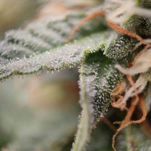 Royal Runtz Automatic growlog timeline photo