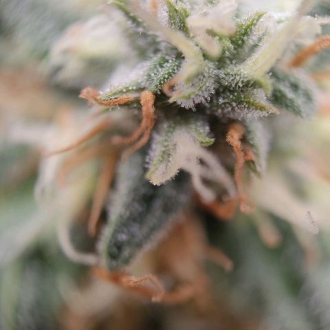 Royal Runtz Automatic growlog timeline photo