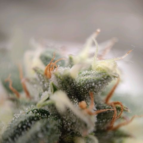 Royal Runtz Automatic growlog timeline photo