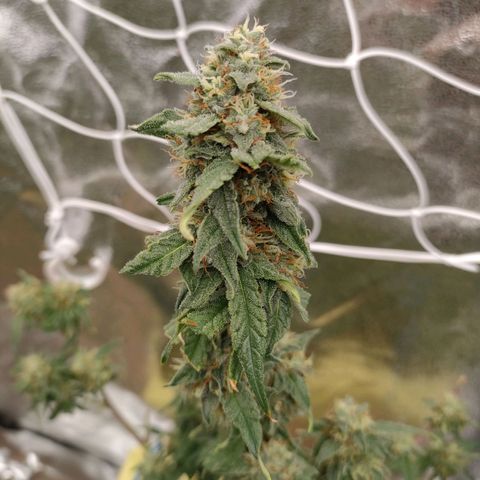 Royal Runtz Automatic growlog timeline photo